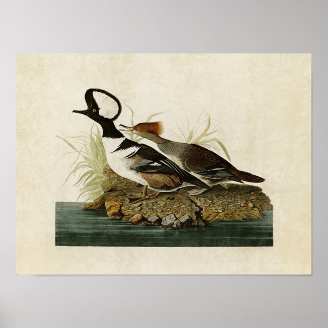 Platt 232 | Hooded Merganser | Amerikanska fåglar Poster (Framsidan)