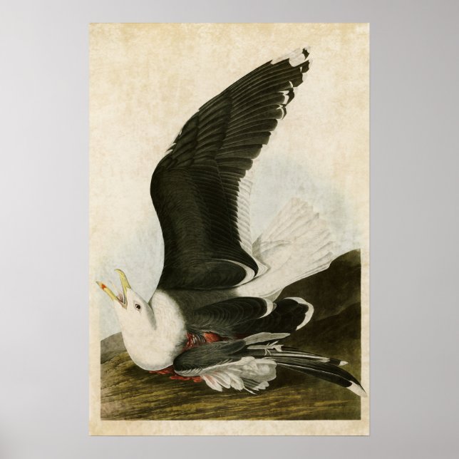 Platt 241 | Svartskyddad Gull | Amerikanska fåglar Poster (Framsidan)