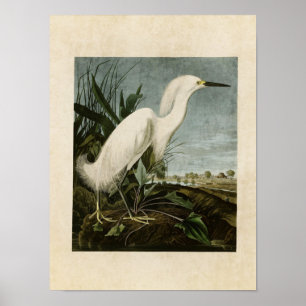 Platt 242 Snowy Heron eller White Egret Poster