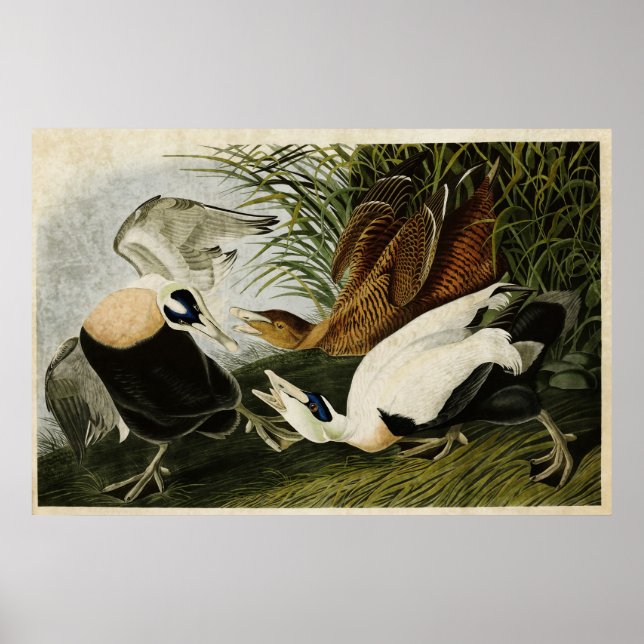 Platt 246 | Edier Anka | Amerikanska fåglar Poster (Framsidan)