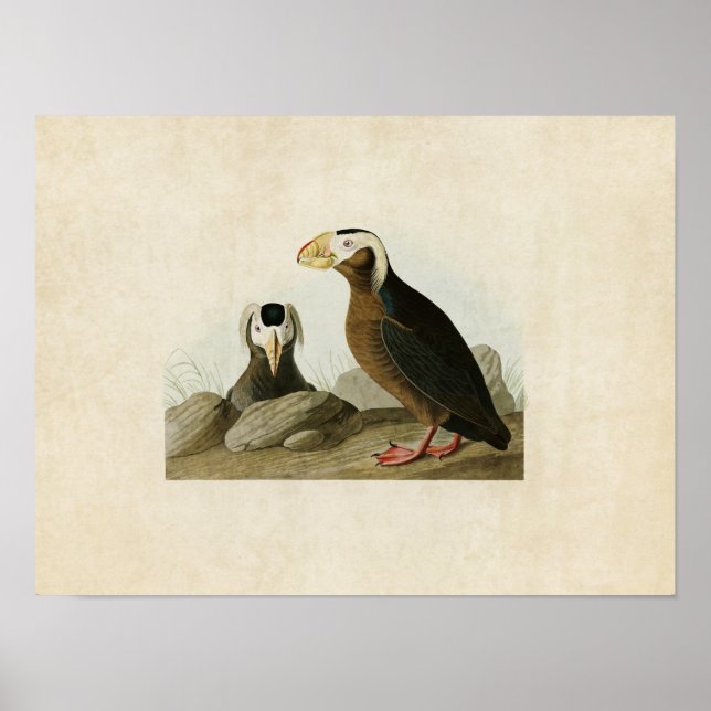 Platt 249 | Tuftad Auk | Amerikanska fåglar Poster (Framsidan)