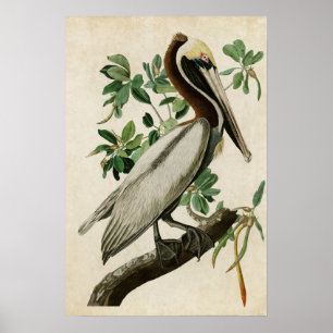 Platt 251 Brown Pelican Amerikanska fåglar Poster