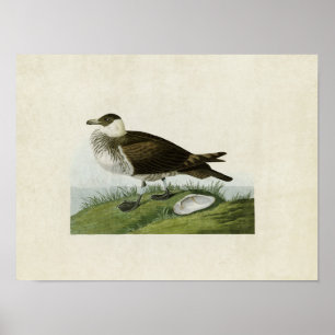 Platt 253 Jaeger Amerikanska fåglar Poster