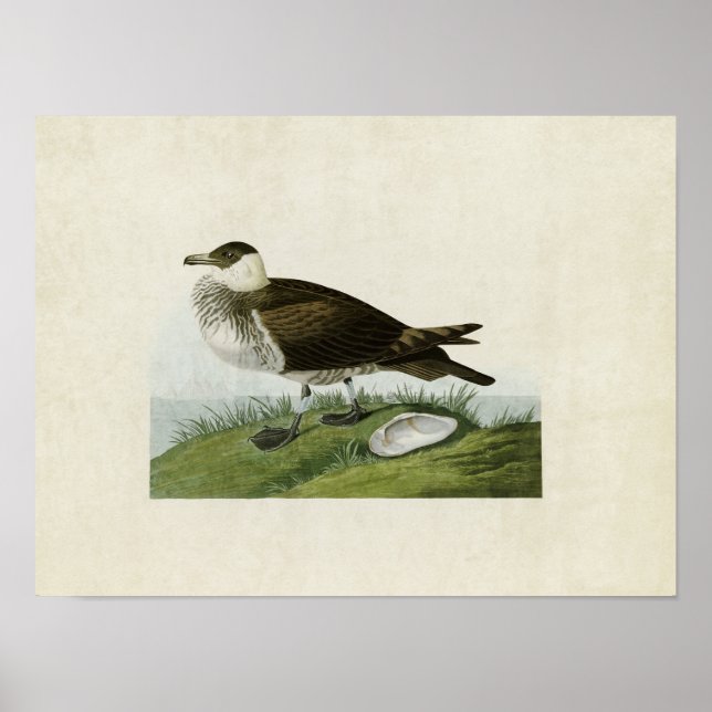 Platt 253 | Jaeger | Amerikanska fåglar Poster (Framsidan)