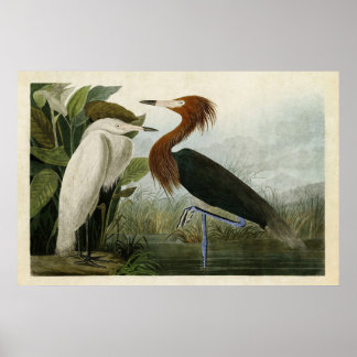 Platt 256 | Lila Heron | Amerikanska fåglar Poster