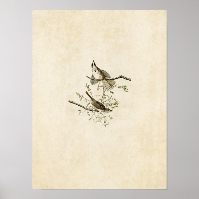 Platt 25 | Sång Sparrow | Amerikanska fåglar Poster (Framsidan)
