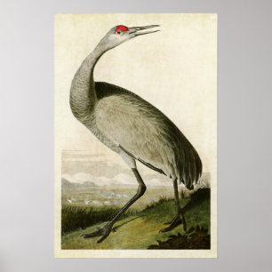 Platt 261 Hela kranen Amerikanska fåglar Poster