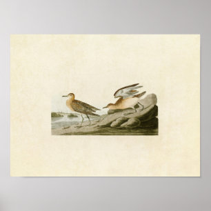Platt 265 Buff-Brested Sandpiper Poster