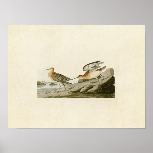 Platt 265 | Buff-Brested Sandpiper Poster (Framsidan)