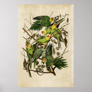 Platt 26 Carolina Parrot Amerikanska fåglar Poster