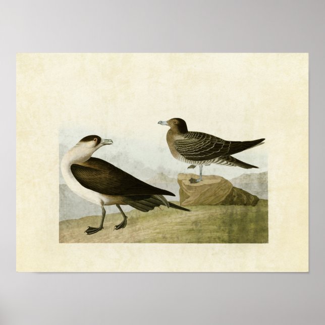 Platt 272 | Richardsons Jaeger | Amerikanska fågla Poster (Framsidan)