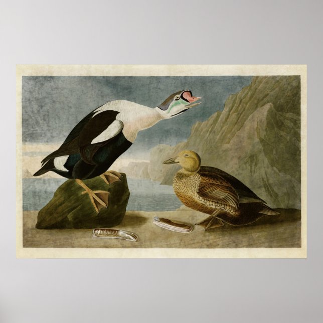 Platt 276 | KUNG ANKA | Amerikanska fåglar Poster (Framsidan)