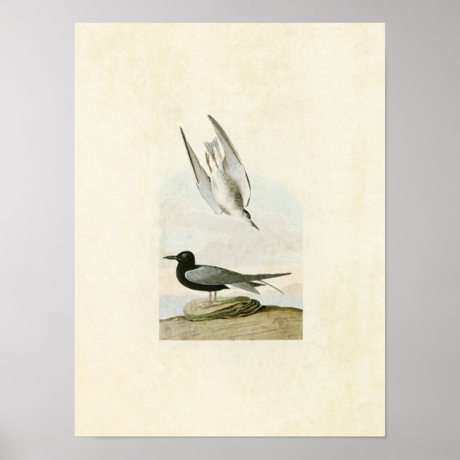 Platt 280 | Black Tern | Amerikanska fåglar Poster (Framsidan)