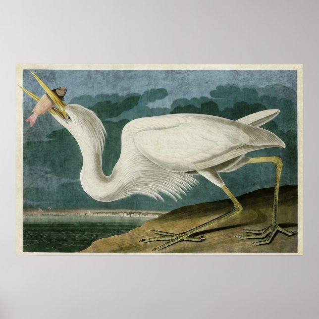 Platt 281 | Underbar White Heron | Amerikanska fåg Poster (Framsidan)