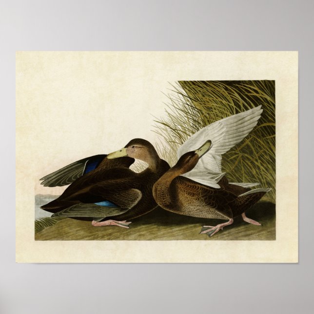 Platt 302 | Dusky Anka | Amerikanska fåglar Poster (Framsidan)
