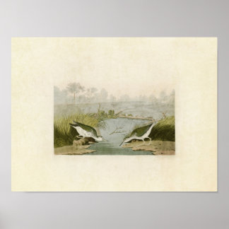 Platt 310 | Sprit Sandpiper | Amerikanska fåglar Poster