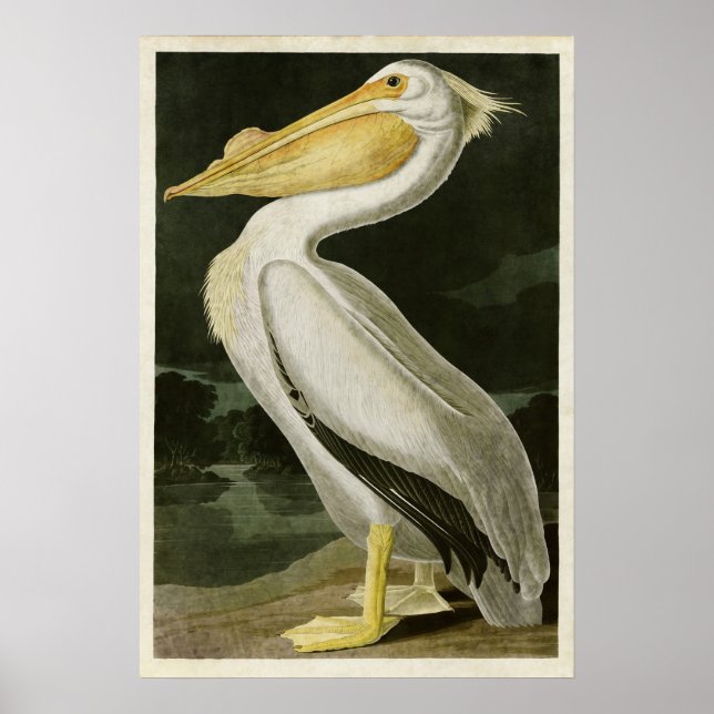 Platt 311 | American White Pelican Poster (Framsidan)