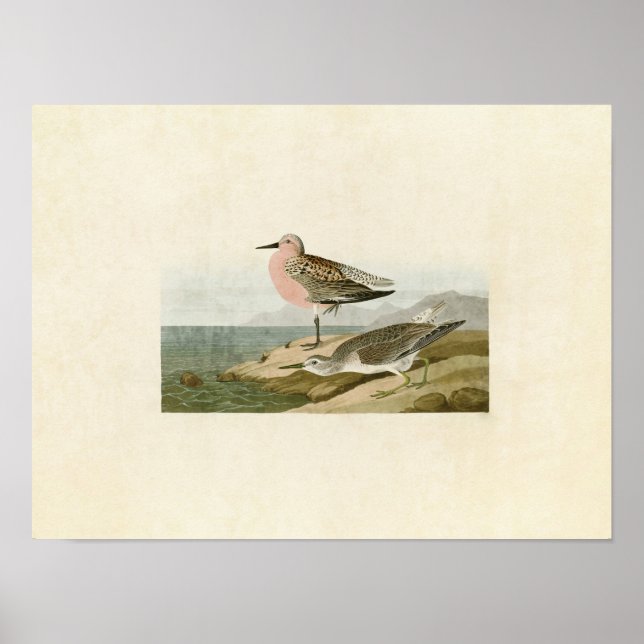 Platt 315 | Röd sandpiper Poster (Framsidan)