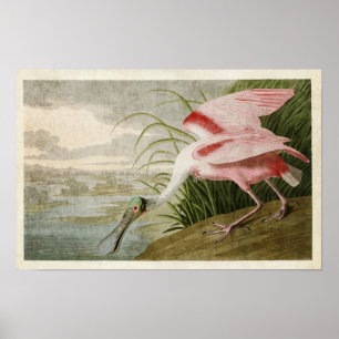 Platt 321 Roseat Spoonbill Amerikanska fåglar Poster