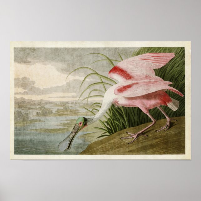Platt 321 | Roseat Spoonbill | Amerikanska fåglar Poster (Framsidan)
