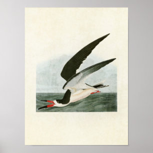 Platt 323   Black Skimmer eller Shearwater Poster