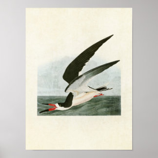 Platt 323 | Black Skimmer eller Shearwater Poster