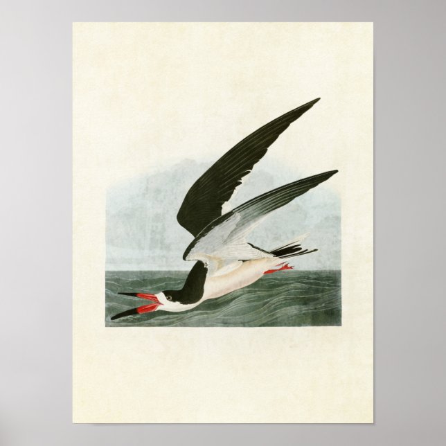 Platt 323 | Black Skimmer eller Shearwater Poster (Framsidan)