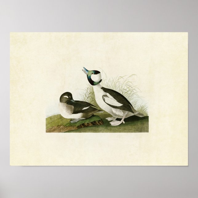 Platt 325 | Bufflehead Anka | Amerikanska fåglar Poster (Framsidan)