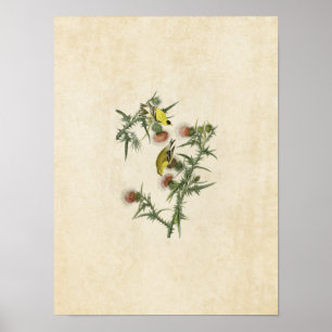 Platt 33 American Goldfinch Amerikanska fåglar Poster