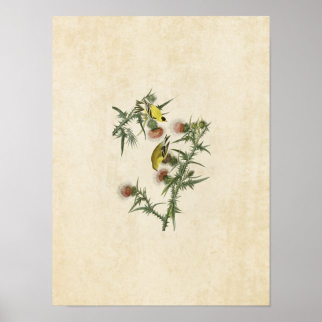 Platt 33 | American Goldfinch | Amerikanska fåglar Poster (Framsidan)