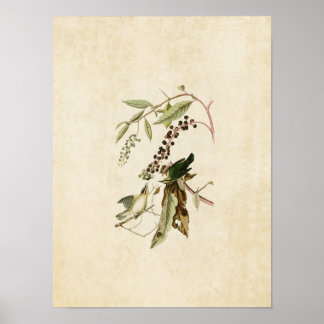 Platt 34 | Mask EEG-varmare | Amerikanska fåglar Poster