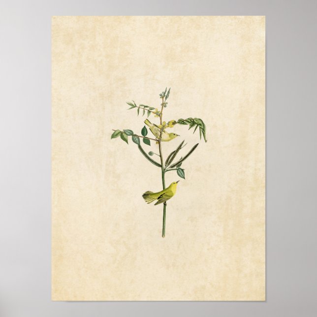 Platt 35 | Barnens varnare | Amerikanska fåglar Poster (Framsidan)