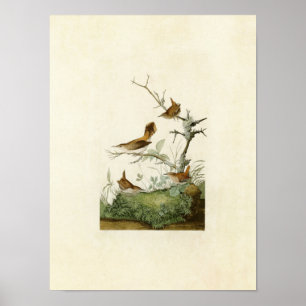 Platt 360 Vinter och Sten Winter Wrens Poster