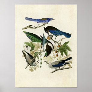 Platt 362   Gult-Billed Magpie & Stellers Jay Poster