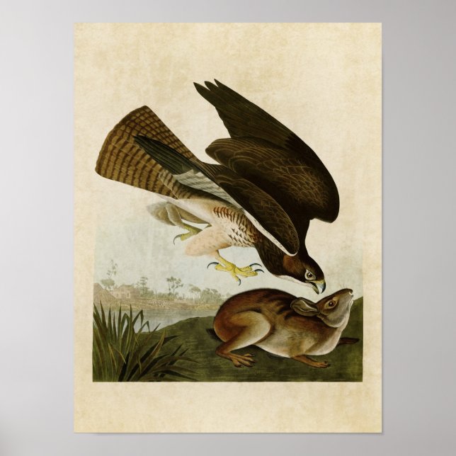 Platt 372 | Common Buzzard | Amerikanska fåglar Poster (Framsidan)