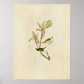 Platt 38 | Kentucky Warbler | Amerikanska fåglar Poster
