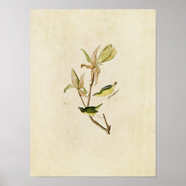 Platt 38 | Kentucky Warbler | Amerikanska fåglar Poster (Framsidan)