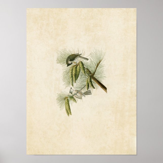 Platt 39 | Träck timus | Amerikanska fåglar Poster (Framsidan)