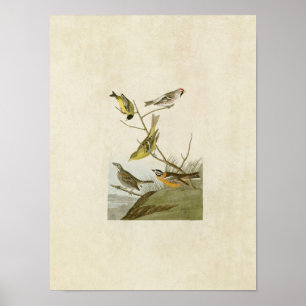 Platt 400 Siskin, Redpoll, Tanager & Finch Poster