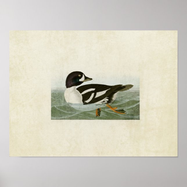 Platt 403 | Golden-Öga Anka | Amerikanska fåglar Poster (Framsidan)