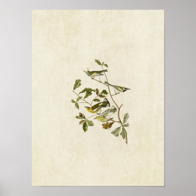 Platt 414 | Golden Winged och Cape May Warblers Poster (Framsidan)