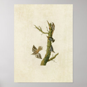 Platt 415 Brun Creeper och Kalifornien Nuthatch Poster
