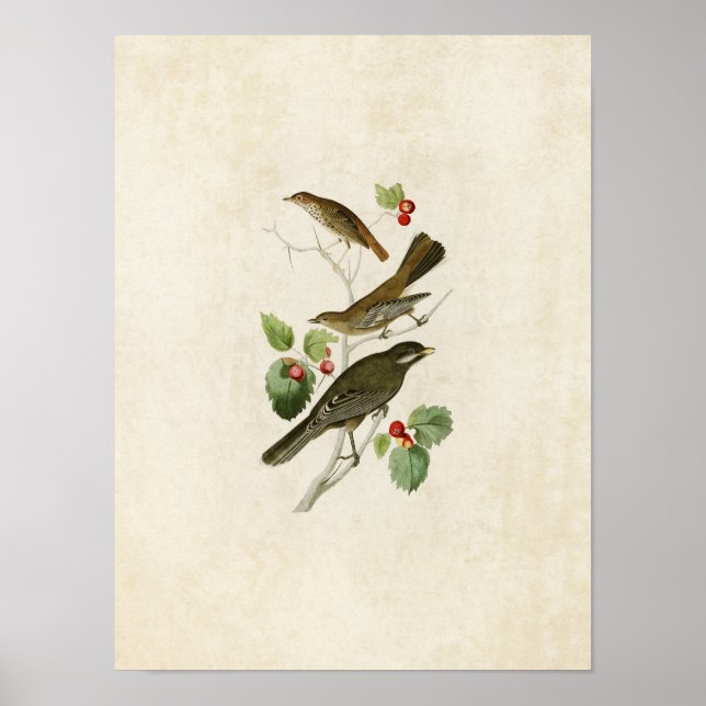 Platt 419 | Thrusch, Townsend och Jay Poster (Framsidan)