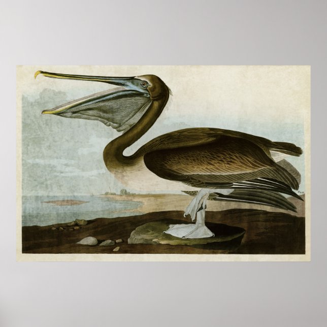 Platt 421 | Brown Pelican | Amerikanska fåglar Poster (Framsidan)