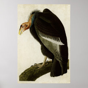 Platt 426 Kalifornien Vculture Amerikanska fåg Poster