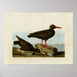 Platt 427 Anskaffade ostercatchers Poster