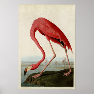 Platt 431   American Flamingo   Amerikanska fåglar Poster
