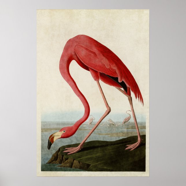 Platt 431 | American Flamingo | Amerikanska fåglar Poster (Framsidan)