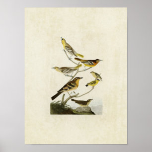 Platt 433   Orioles, Goldfinch och Thruskes Poster