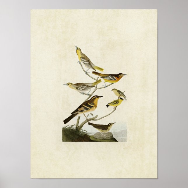 Platt 433 | Orioles, Goldfinch och Thruskes Poster (Framsidan)